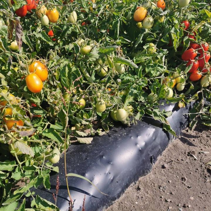 BioCover Materiał do Ściółkowania 1x20m | Ekologiczny i Biodegradowalny