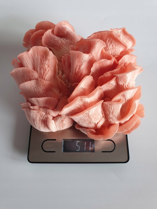 Grzybnia do uprawy domowej boczniak różowy