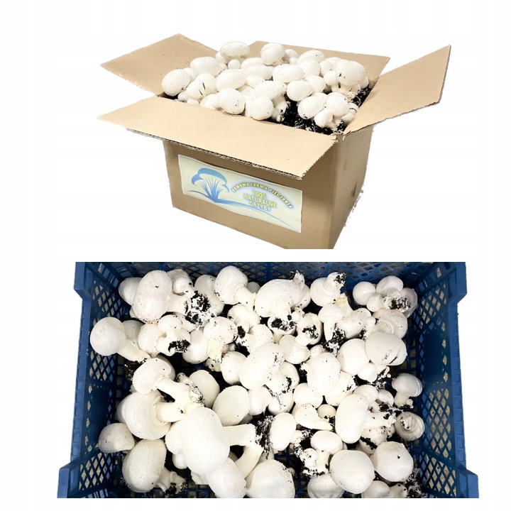 3 Faza Grzybnia Pieczarki Zestaw XL + gratis 6w1