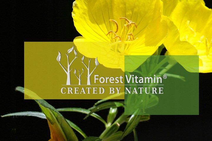 MOCNY OLEJ Z NASION WIESIOŁKA GLA 9% LA 85% + WITAMINA E 180 kapsułek