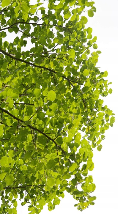 BIOLIT POPULIN PLUS | ekstrakt topoli czarnej | Taksyfolina | 200ml