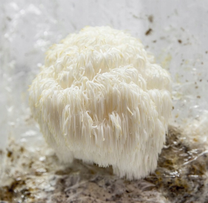 Soplówka Jeżowata MUSHROOMS GROW KIT grzybnia