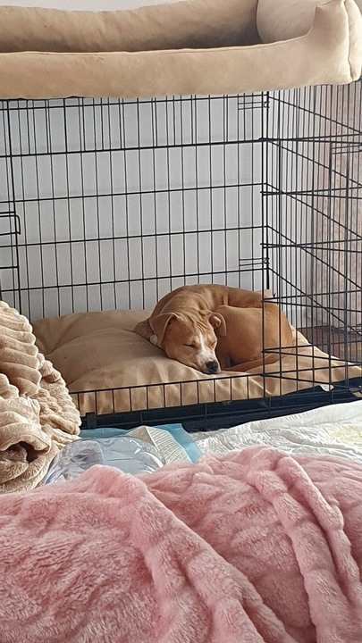 DUŻA KLATKA KENNELOWA KOJEC Transporter dla PSA PSÓW 106x71x81 cm XXL