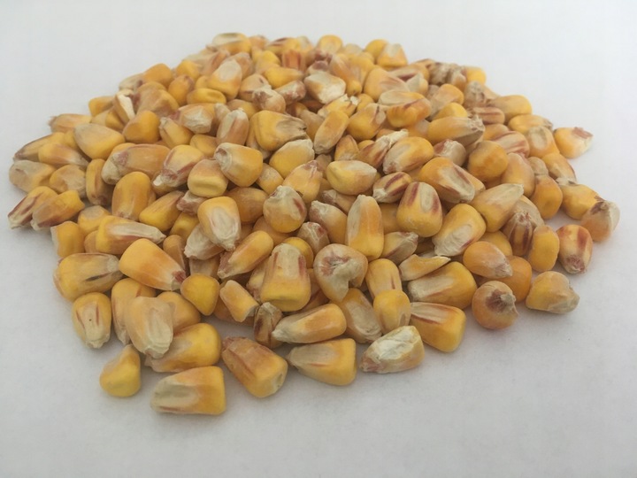 Pasza karma ziarna dla kur niosek bez GMO susz marchew pokrzywa NATURALNA