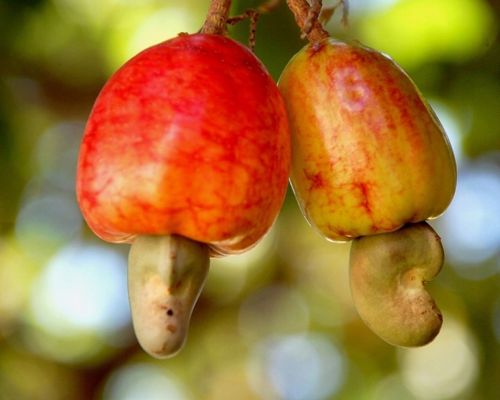 ORZECHY NERKOWCA 1 KG 1000G CAŁE ORZECHY NERKOWCE NERKOWIEC PYSZNE I DUŻE
