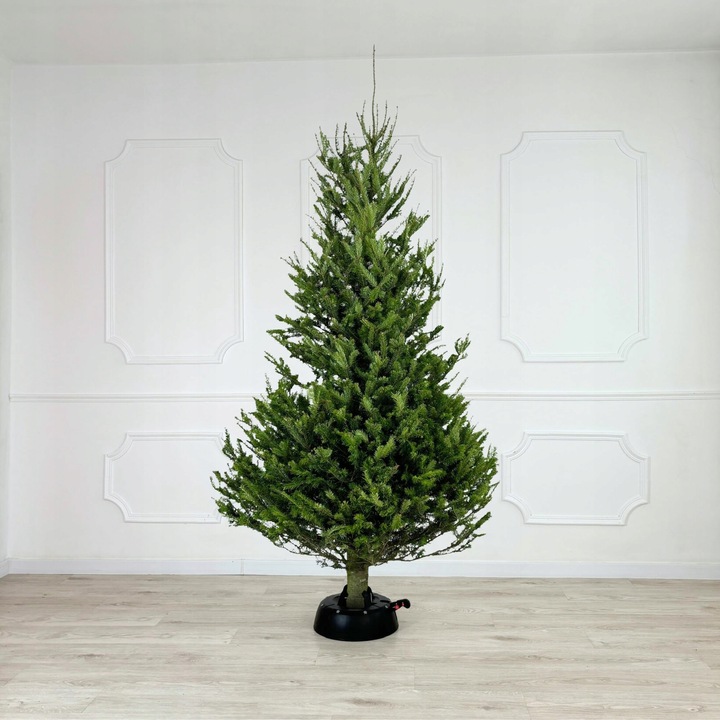 Stojak choinkowy podstawa żywej choinki 3,0m KAMAI START 3.0D Antracyt