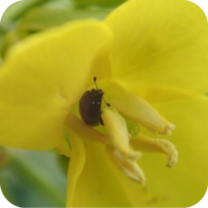 ŚRODEK PREPARAT NA MSZYCE CYPERKILL MAX 500 EC 250ML OWADOBÓJCZY DO WARZYW