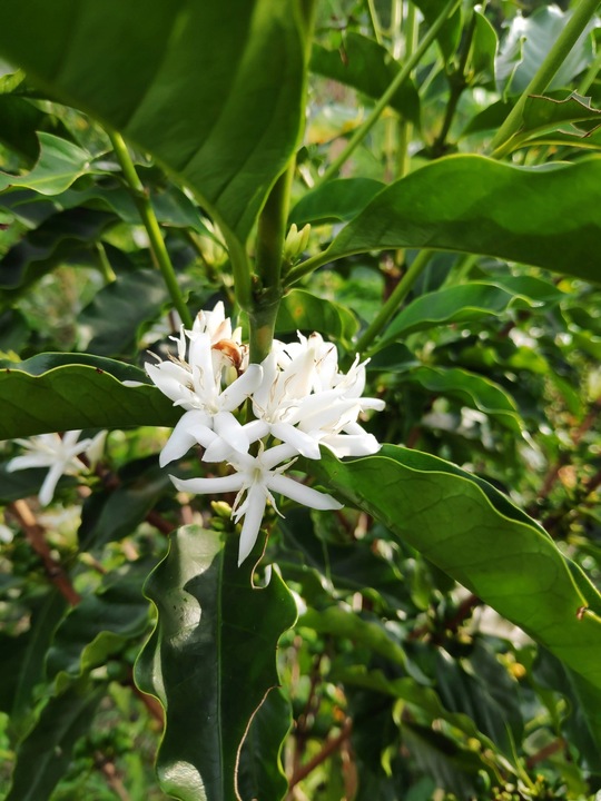 KAWA ZIARNISTA 1 kg FORTE blend BRAZYLIA palona w dniu zakupu DO EKSPRESU