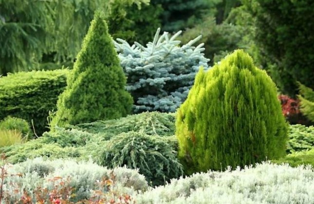 SUBSTRAL OSMOCOTE IGLAK 4,5kg NAWÓZ 2w1 TUJE