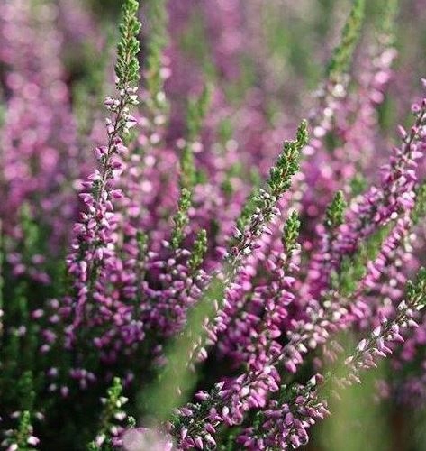 SUMIN ZAKWASZAJĄCY 2,5KG NAWÓZ KWAŚNOLUBNYCH BORÓWKI BORÓWEK WRZOSY