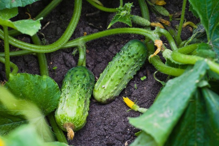 LINIA KROPLUJĄCA NAWADNIANIE KROPELKOWE 50m+ 56el. WĄŻ KROPELKUJĄCY MOCNY