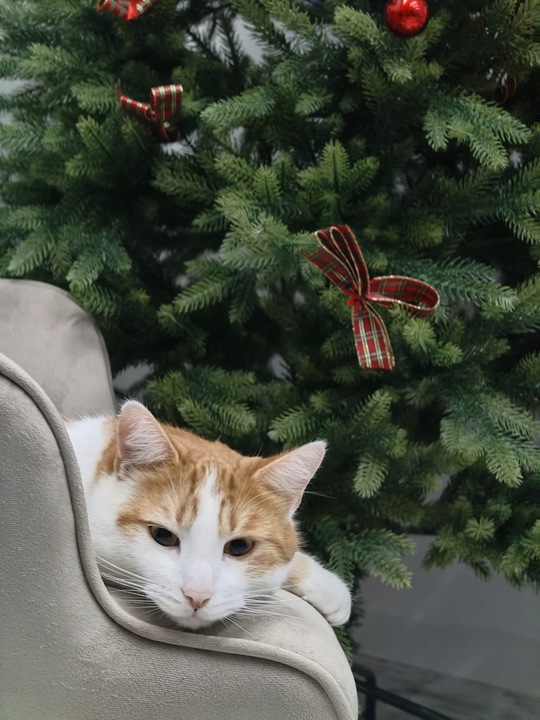 BOMBKI nietłukące CHOINKOWE wzory ZESTAW BOMBEK 6 cm 40 szt