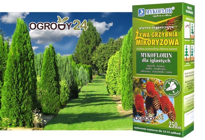 Mikoryza dla DRZEW IGLASTYCH grzybnia