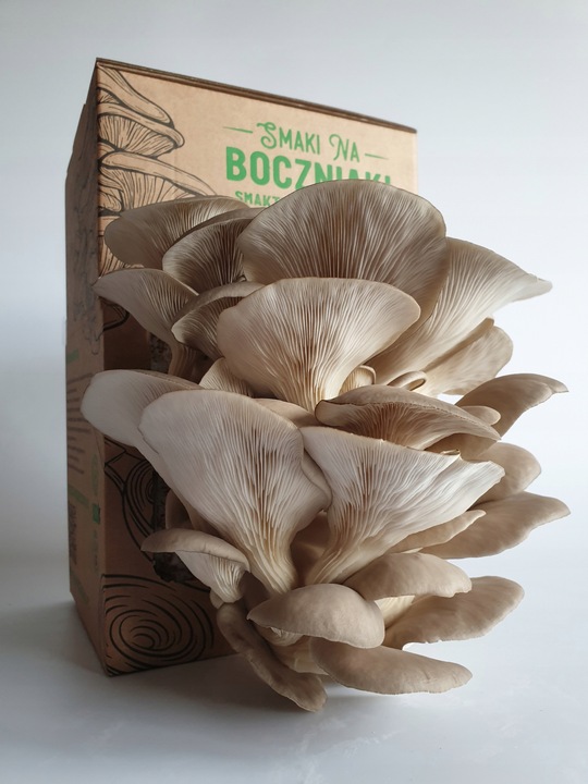 Grzybnia do uprawy domowej boczniak ostrygowaty