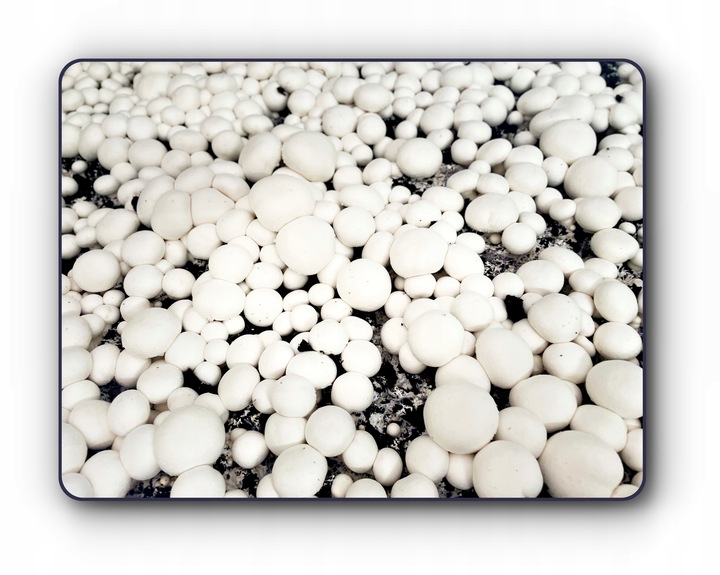 3 Faza Grzybnia Pieczarki Zestaw XL + gratis 6w1