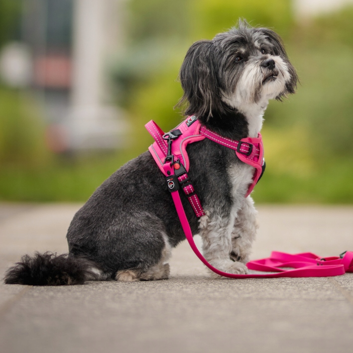 SZELKI BEZUCISKOWE typu GUARD dla psa ELITE L red