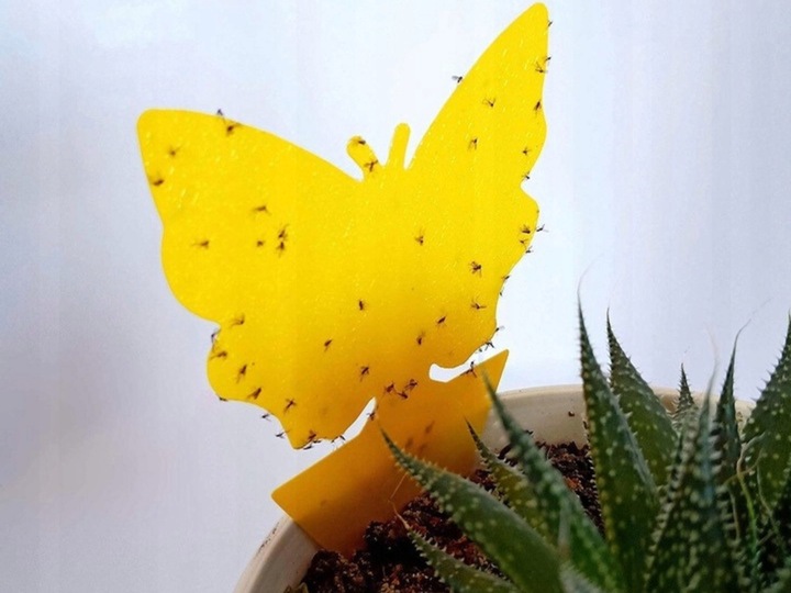 NEEMAZAL TS Owadobójczy 3ml + Żółte lepy 12szt. na Ziemiórki Mszyce