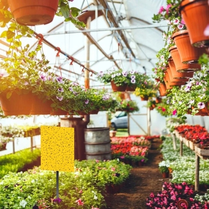 ŻÓŁTE TABLICE LEPOWE LEP NA NASIONNICĘ TRZEŚNIÓWKĘ DRZEWKA OWOCOWE A4