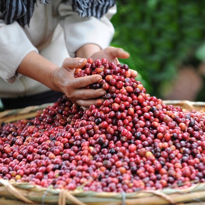 Kapsułki Nescafe Dolce Gusto Cafe Au Lait 16szt