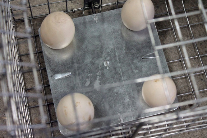 PUŁAPKA ŻYWOŁAPKA NA KUNY NORKI KLATKA 82x17x20