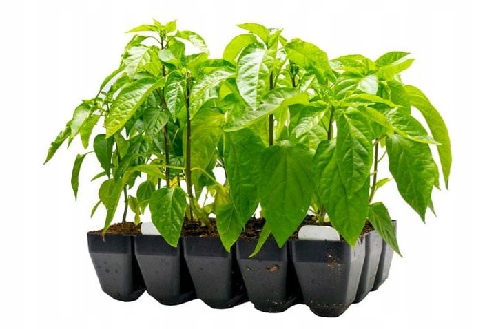 Wielodoniczka Containerwise 15L Pomidor Papryka jak P7 P9 GRUBA 35x21.5x9