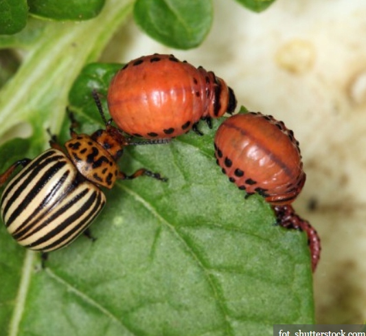 Deltam Ogród 100ml dawniej Decis owadobójczy