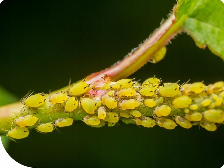 Mospilan 20SP zwalcza szkodniki mszyce, stonkę i inne 40g