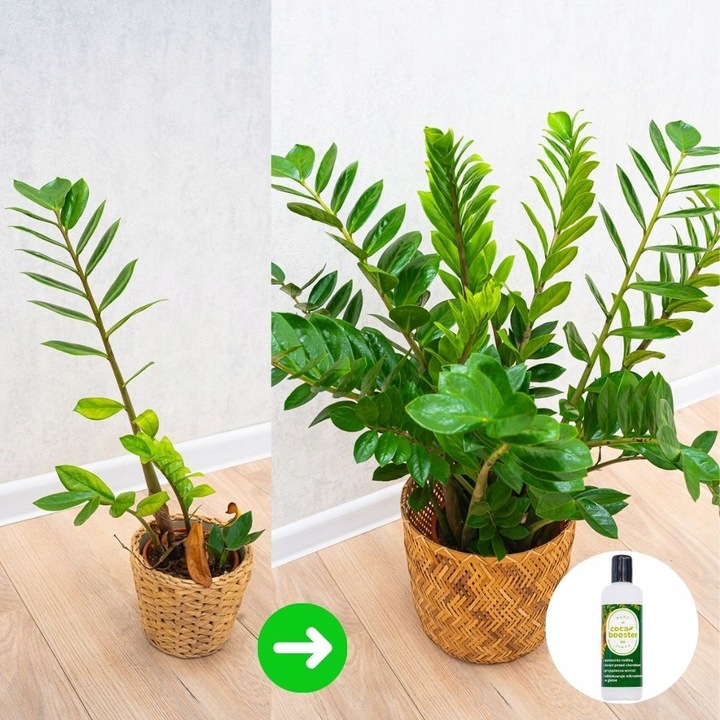 CocaBooster - STYMULATOR WZROSTU - Nawóz Odżywka Specjalistyczny Preparat