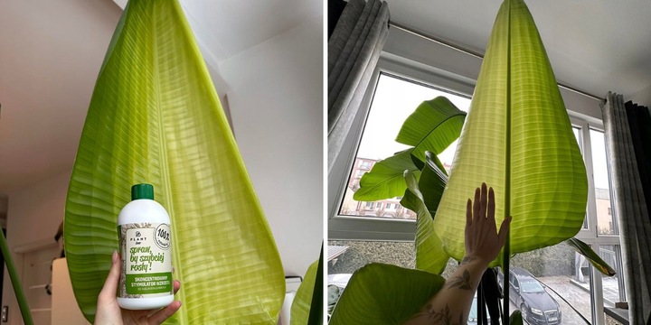 Spraw, by szybciej rosły 500 ml | Plant lover| stymulator wzrostu do roślin