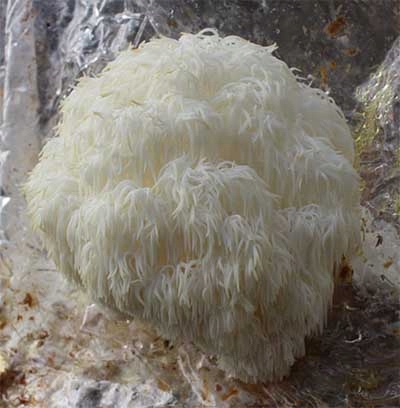 SOPLÓWKA JEŻOWATA gotowe podłoże 3kg GRZYBNIA