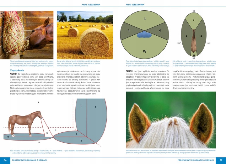 Atlas jeździectwa konie techniki jazdy porady KSIĄŻKA NA PREZENT Bojarczuk