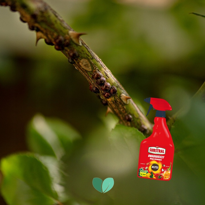 SUBSTRAL Owadobójczy Długodziałający POLYSECT Mszyca Mączlik Przędziorek x2