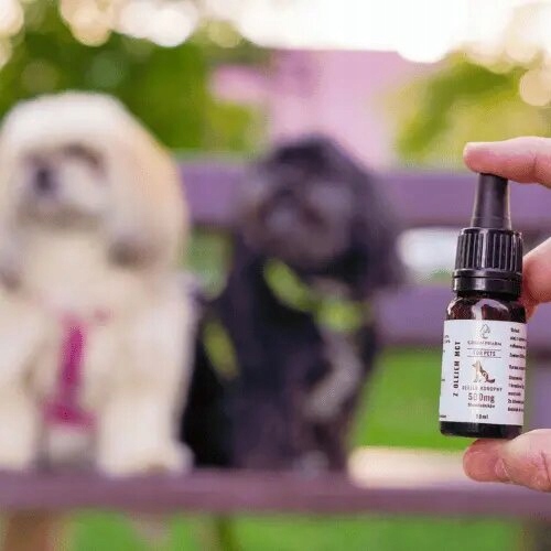 Olejek CBD dla Psa i Kota 5% 500 mg | Weterynaryjny | Bez THC | Bezsmakowy