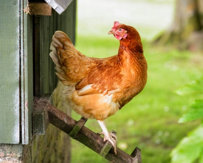 SUPLEXAN NIEŚNOŚĆ 1 l Witaminy dla Kur Niosek Poprawiają Nieśność