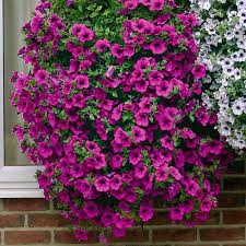 Nawóz wieloskładnikowy Osmocote Exact Standard 8-9M 1 kg