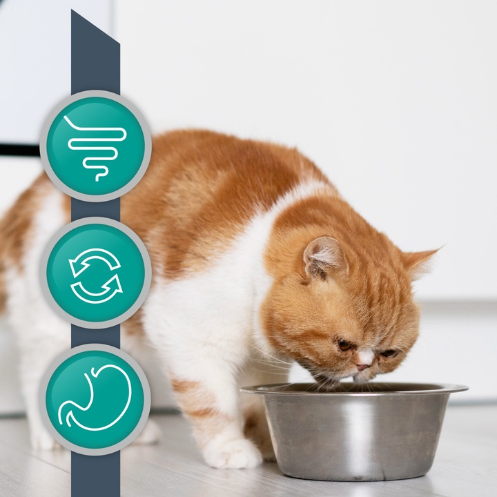 Sucha karma dla kotów wsparcie trawienia Vet Expert Intestinal 2 kg