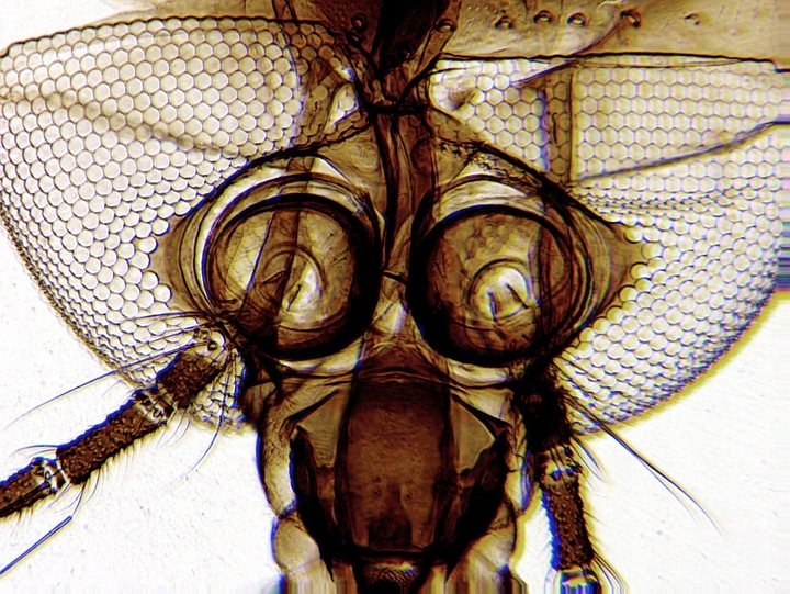 Mikroskop dla dziecka Delta Optical Biolight 300