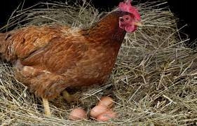 Pasza dla niosek granulat De Heus NA JAJKA 25KG 2652