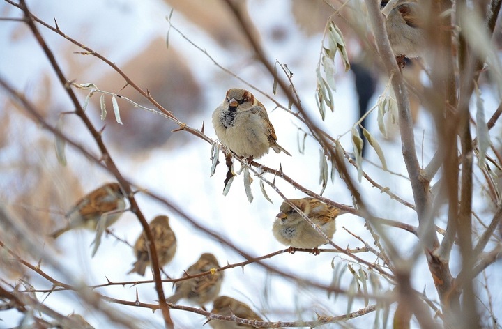 KARMNIKI DLA PTAKÓW PLASTIKOWE KARMNIK WISZĄCY DO KARMY I SŁONECZNIKA