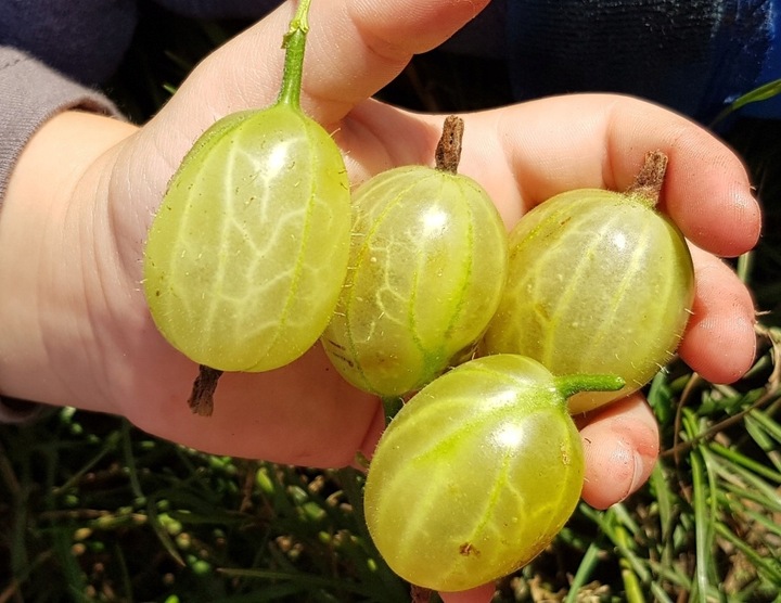 Nawóz Mikoryza Drzewa i Krzewy Owocowe Mycelium