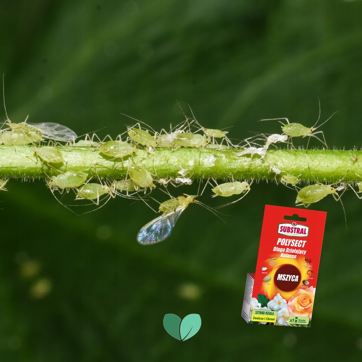 Substral Polysect Na Mszyce Zwalcza SZKODNIKI Owadobójczy Naturen 20 ml x3