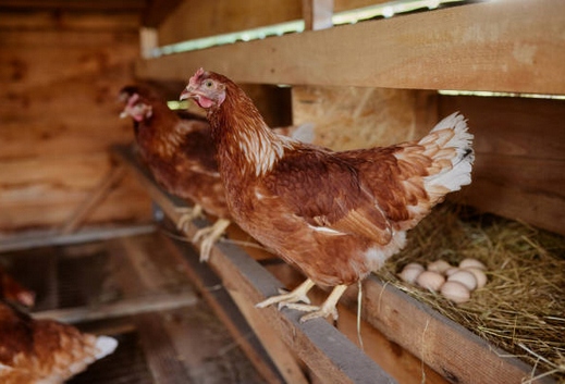 SUPLEXAN NIEŚNOŚĆ 1 l Witaminy dla Kur Niosek Poprawiają Nieśność