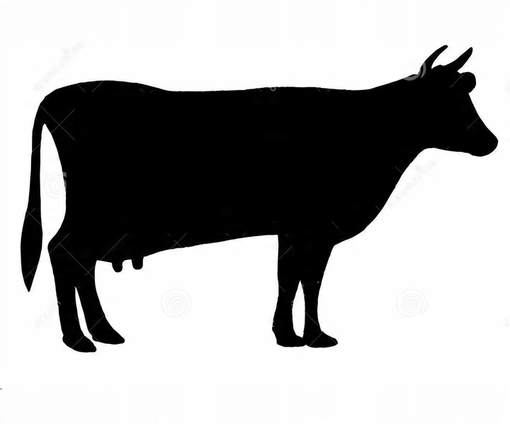 MIĘSO MROŻONE DLA PSA WOŁOWE Z/K KOSTKA 10kg wołowina surowa BARF