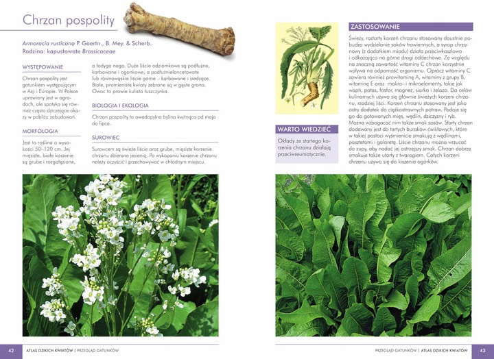 ATLAS DZIKICH KWIATÓW 90 roślin Mederska TWARDA