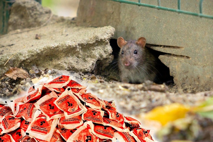 STRONG TRUTKA PASTA na GRYZONIE 3 kg bromadiolon