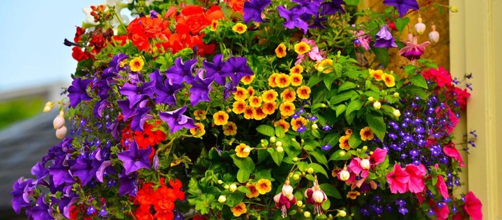 NAWÓZ DO ROŚLIN BALKONOWYCH PELARGONII SURFINII PETUNII PŁYNNY 1,3L COMPO