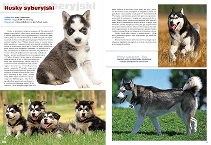 Pies Rasy z całego świata