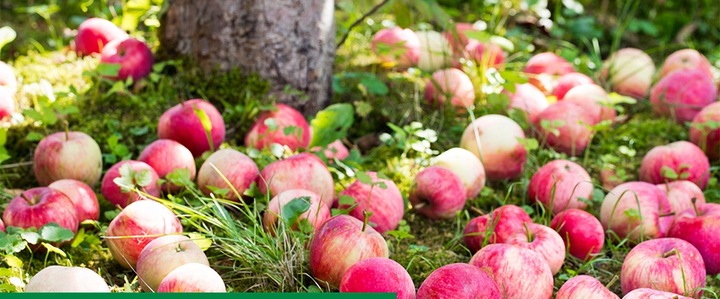 ROSAHUMUS 1kg nawóz organiczny kwasy humusowe POTAS POPRAWIA JAKOŚĆ GLEBY