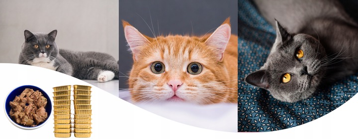 Karma Mokra dla kota Mix Smaków 34x 100g Zestaw Różnych Producentów 3,4 kg