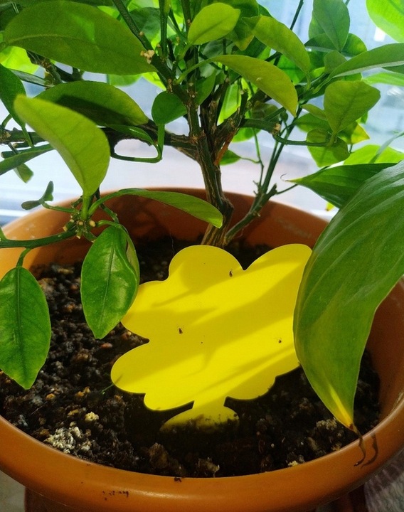 48x Żółty Lep Do Kwiatów Do Doniczek Ziemiórki Mszyce Muszki Owady Lepy